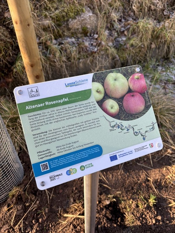 Ein Schild mit Erklärungen zur Apfelsorte "Altenaer Rosenapfel" an einem entsprechenden gepflanzten Bäumchen entlang des Lenneparks, aus dem "Essbare LenneSchiene" Projekt.